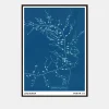 Anna Atkins - Cystoseira Fibrosa