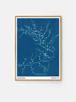 Anna Atkins - Cystoseira Fibrosa