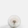 Botanical Paperweight - Dandelion
